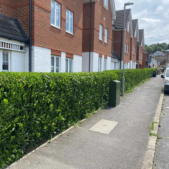 hedge care