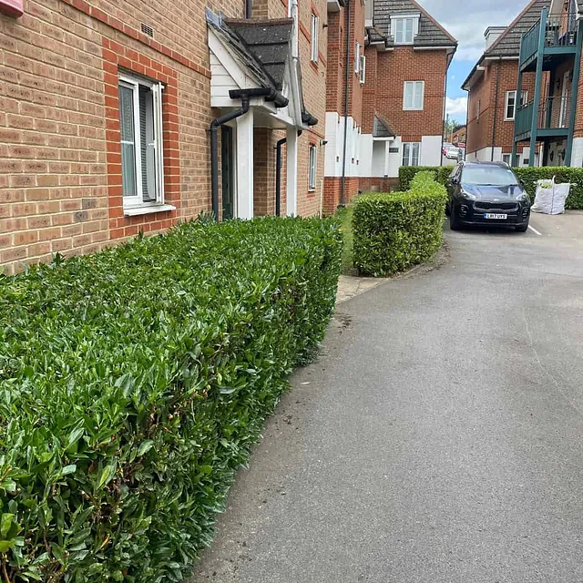 hedge maintenance