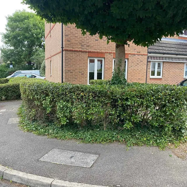 hedge trimming