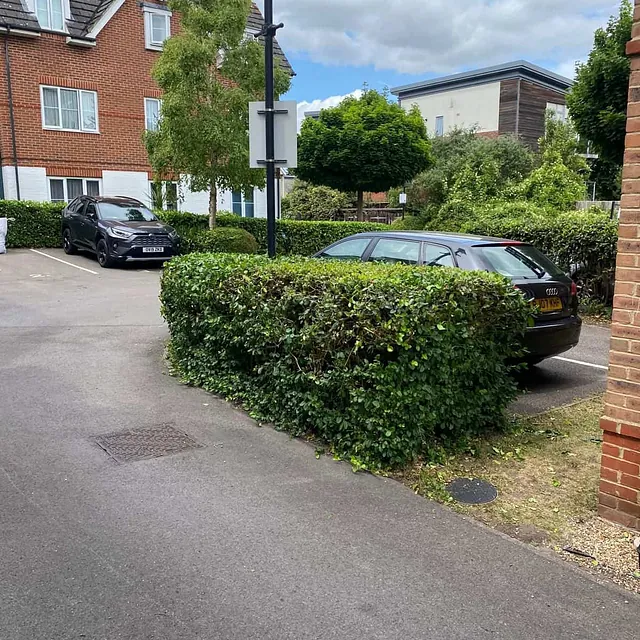 hedge trimming